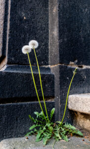 Pusteblumen